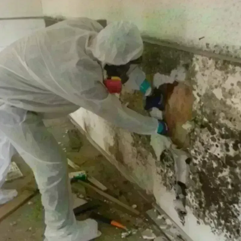 Mold Remediation and Removal in Larksville, PA